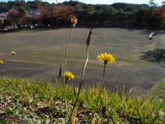 お花がいっぱい！ 200430-⑨