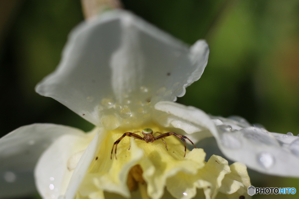 雨上がりの植物たち②　花蜘蛛