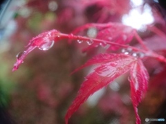 外出自粛要請中の雨上がり ①