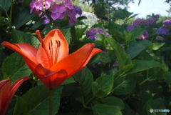 Daylily 2013-➃