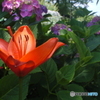 Daylily 2013-➃