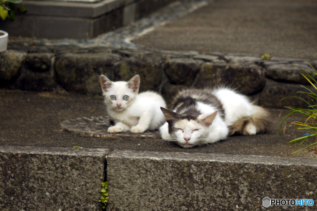 猫に日に因んで