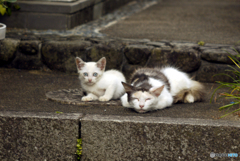 猫に日に因んで