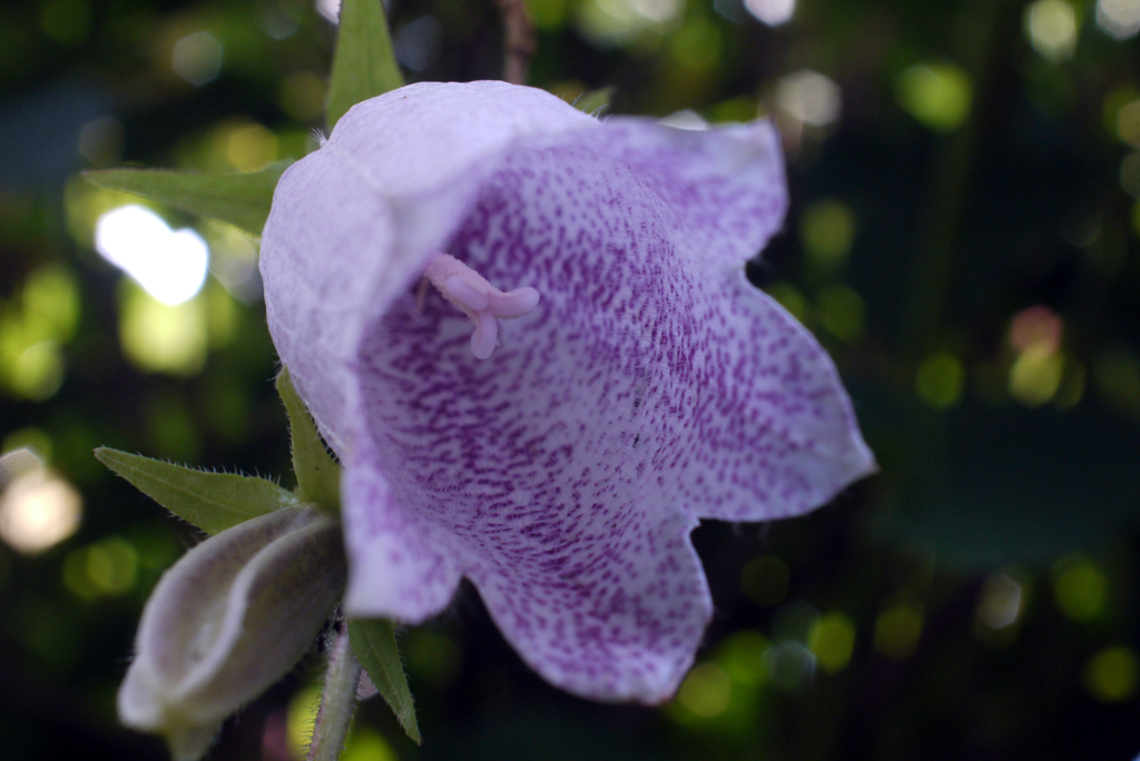 フェアリーに祝福されて降誕-②