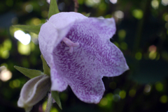 フェアリーに祝福されて降誕-②