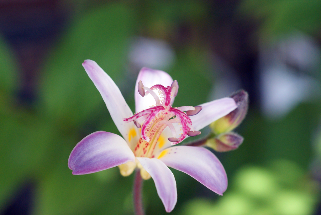 箱根湿性花園2012（その１）-①