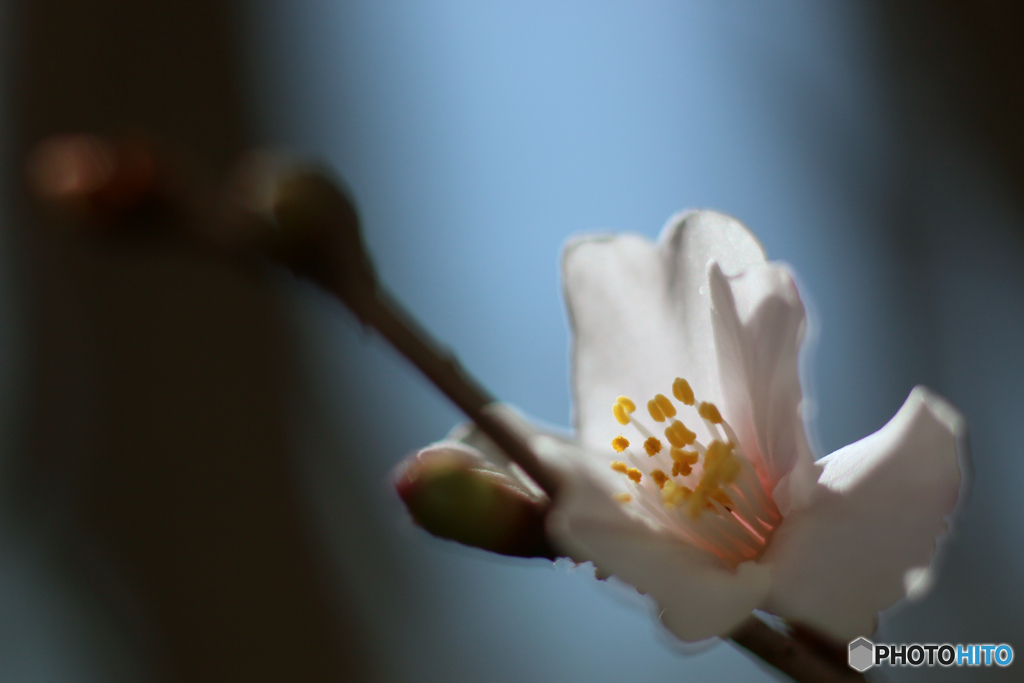 富士桜が開花しました＾＾-➁