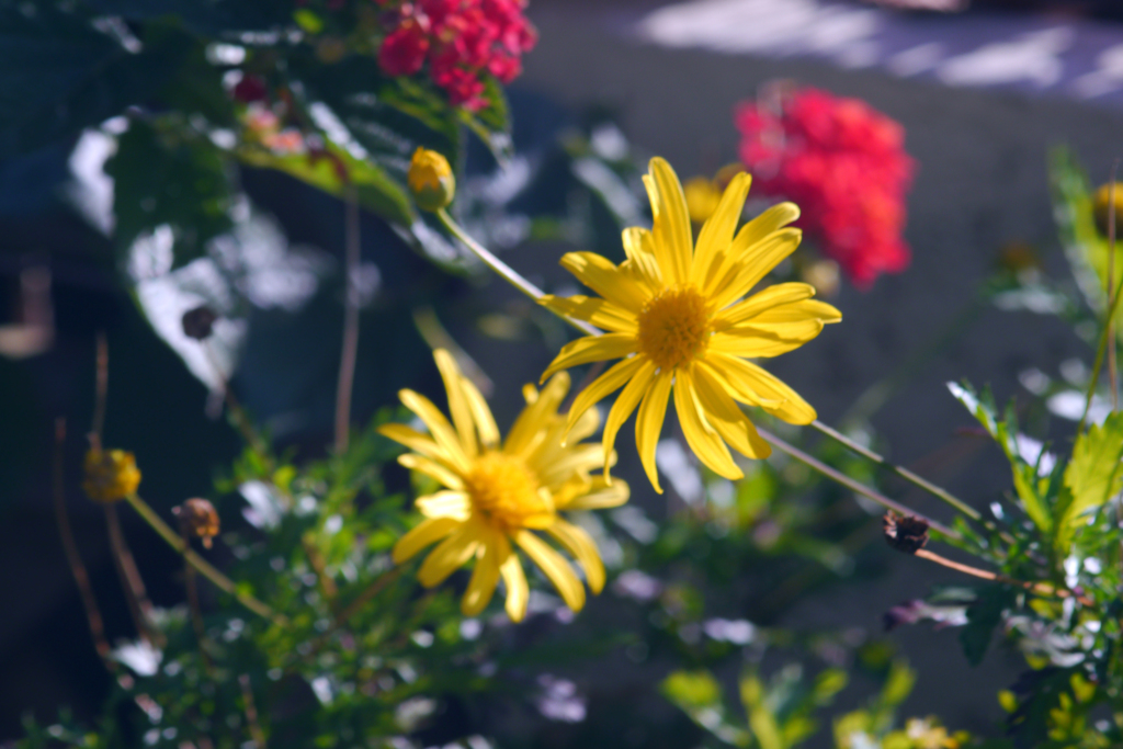 Soligor 135mm F=2.8 開放絞りで心地よくボケるレンズ-➄