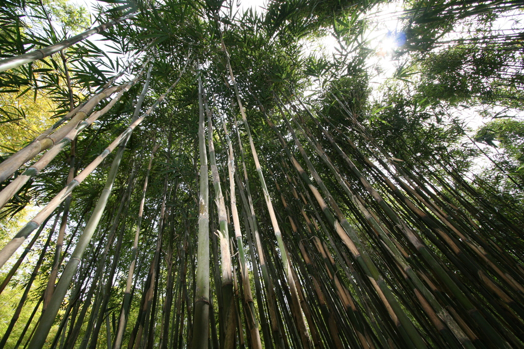 竹の里・富士竹類植物公園-②