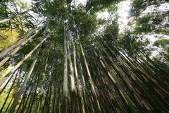 竹の里・富士竹類植物公園-②