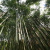 竹の里・富士竹類植物公園-②