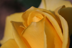 静岡県富士市・広見公園の秋薔薇-⑥