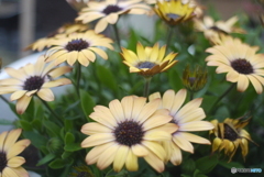 SIGMA SUPER-WIDE 1:2.8 f=24mmと言う選択⑨