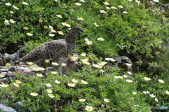 チングルマのお花畑を行く雷鳥①