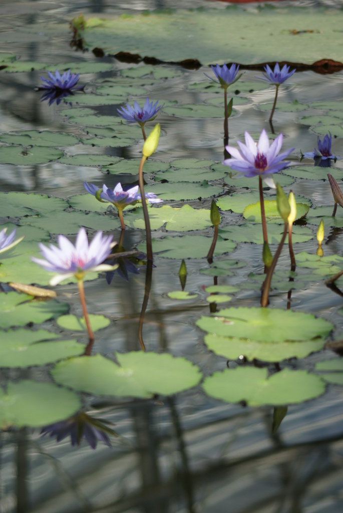 Water Lily ②