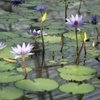 Water Lily ②