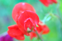 聖子ちゃんのお花