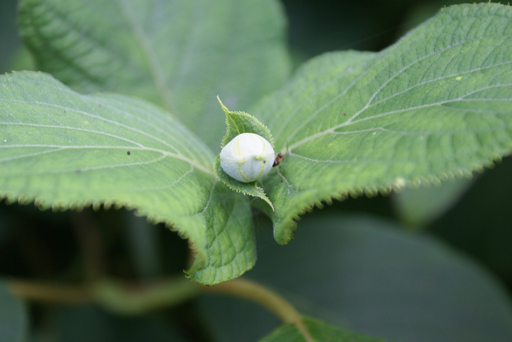 田貫湖周遊200702・植物編-③