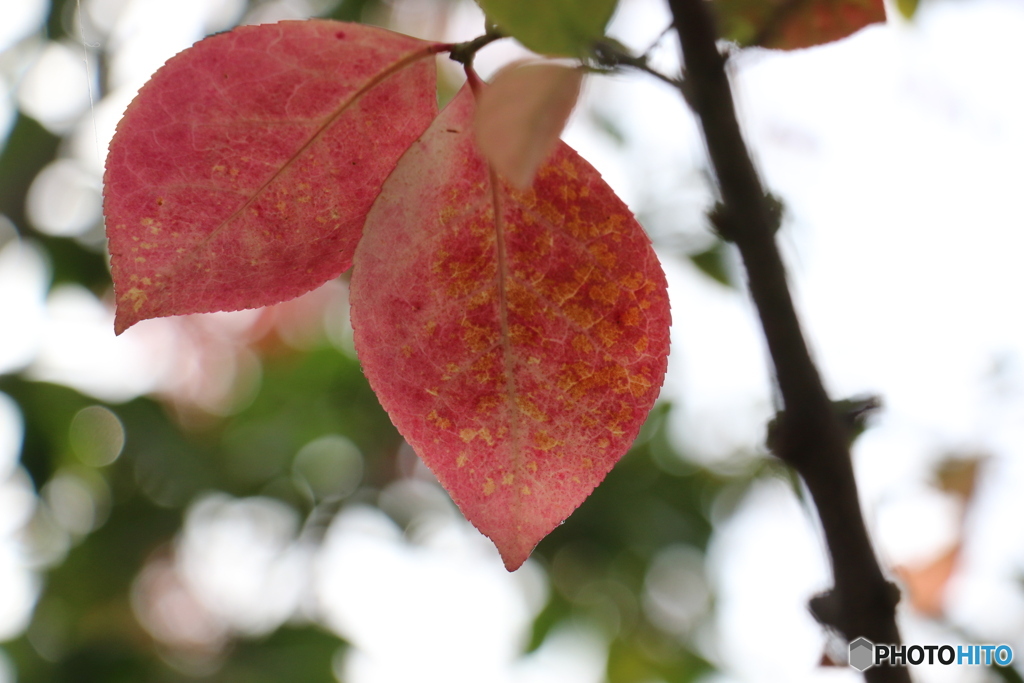秋色・軒の紅葉と実-④