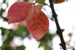秋色・軒の紅葉と実-④