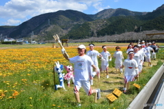 伊豆・松崎町・田んぼをつかった花畑　⑩