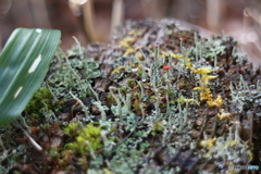 森の小人たち 2015-③