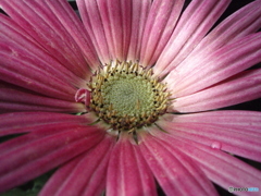 お花がいっぱい！ 200425-⑧