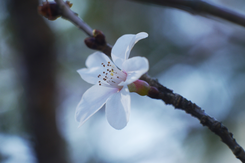 寒桜をニッコール標準レンズで撮る-④