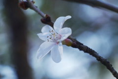 寒桜をニッコール標準レンズで撮る-④