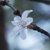 寒桜をニッコール標準レンズで撮る-④