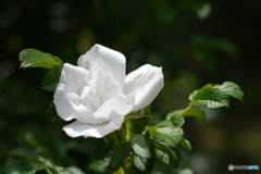 天神原植物園にて②