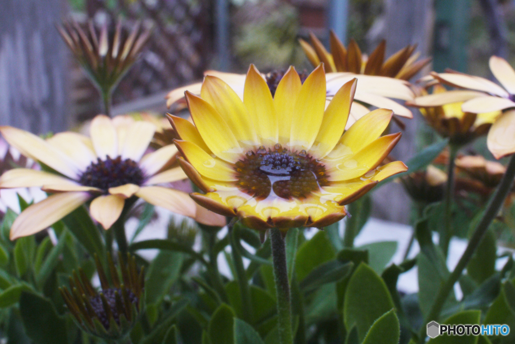 SIGMA SUPER-WIDE 1:2.8 f=24mmと言う選択⑧