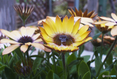 SIGMA SUPER-WIDE 1:2.8 f=24mmと言う選択⑧