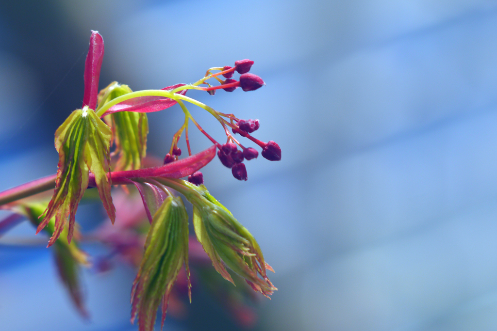 萌芽の候