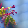 萌芽の候