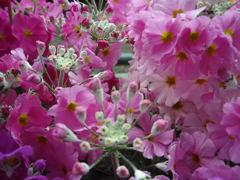 お花がいっぱい！ 200505-②
