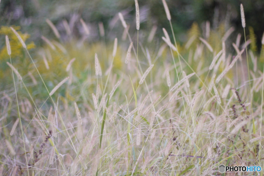 野辺の草 2012-①