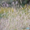 野辺の草 2012-①