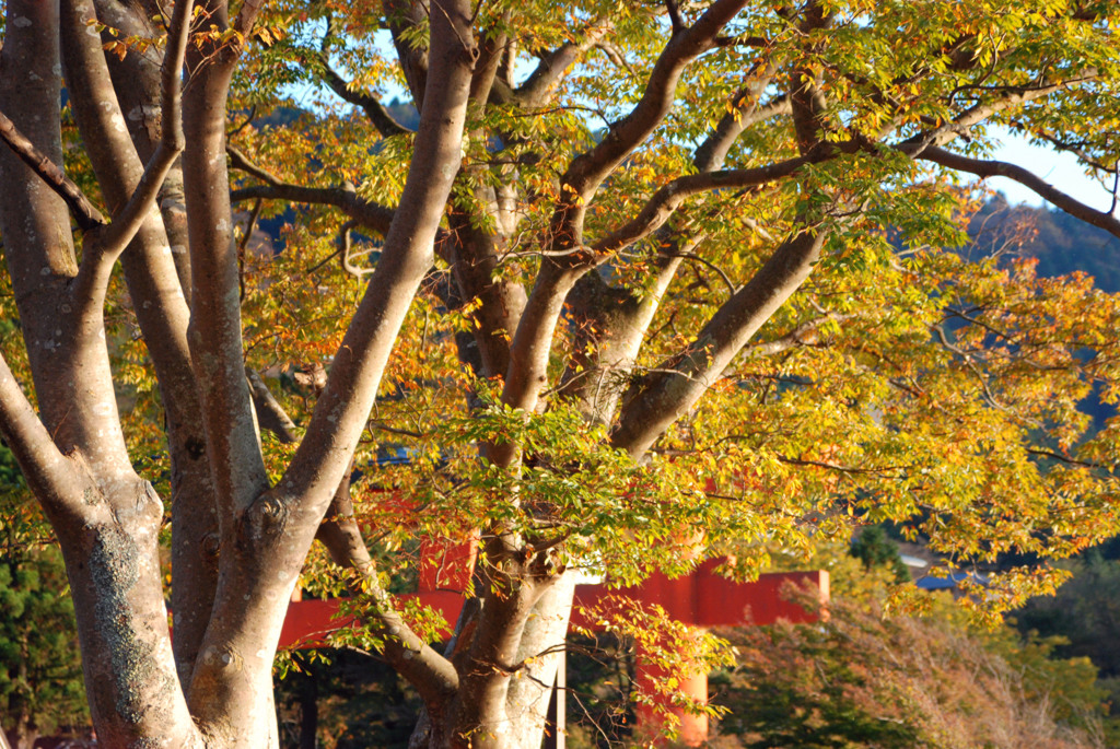 こがね色に輝く湖畔-③