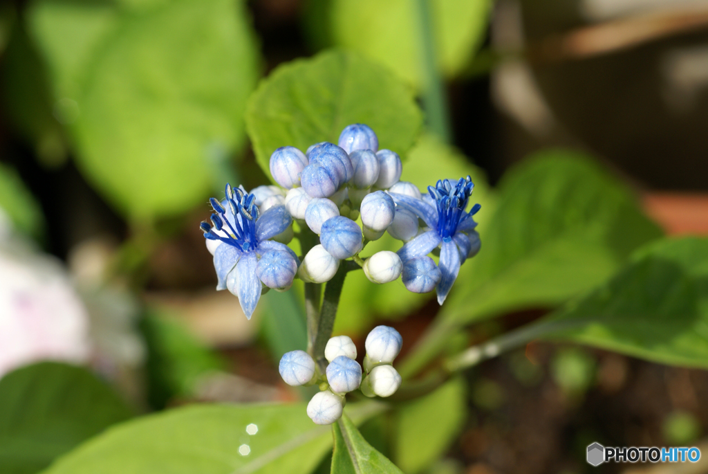 今年も会えた！桂夢衣紫陽花