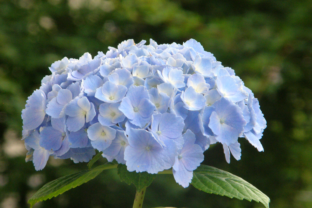 丹精込めた紫陽花が＾＾-➃