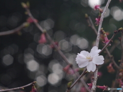♭蛍の光ぁーり～♭