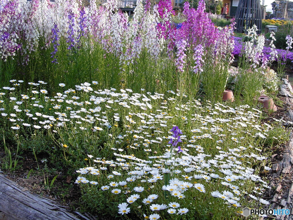 CONTAX TVS デジタルで、花の公園を撮る ⑤