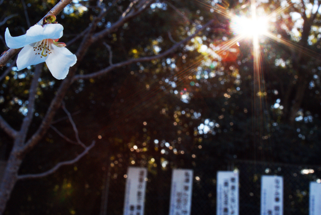 冬桜と標語のある公園