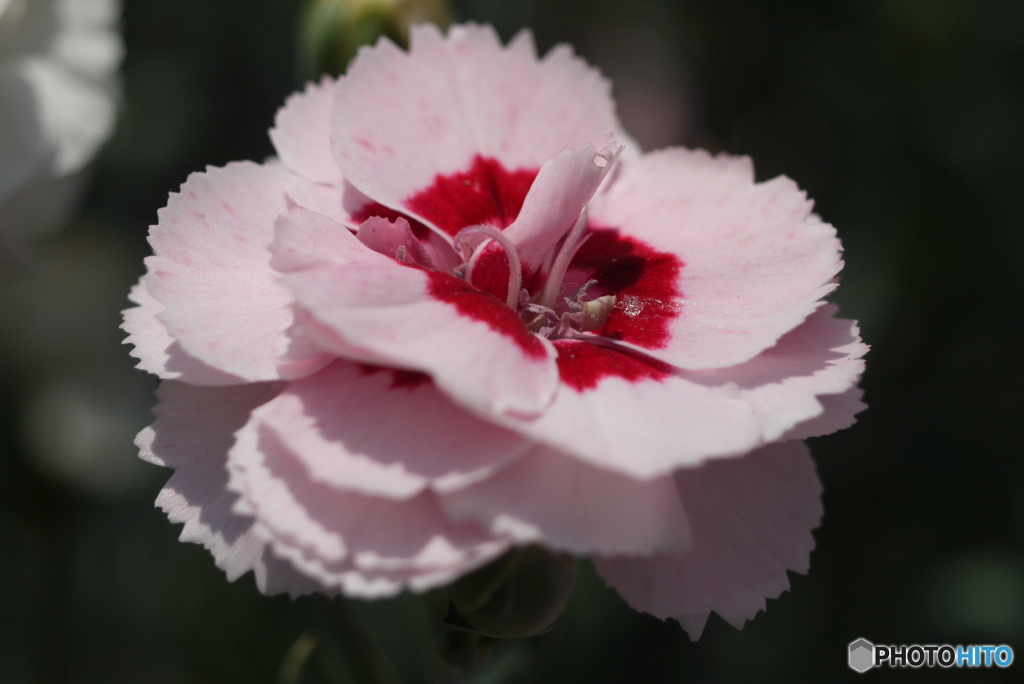 河津町カーネーション見本園にて⑥