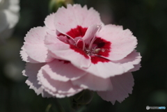 河津町カーネーション見本園にて⑥