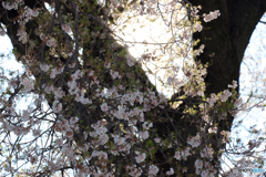 わに塚の桜 2019-➃