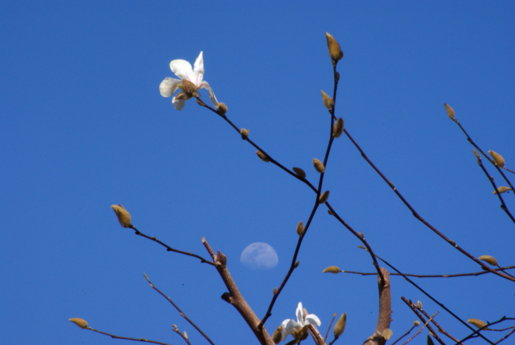 コブシが開花　春が来たー　＾＾