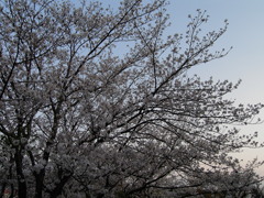 2020年4月4日の町内ウオーキング ①