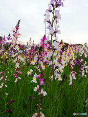 町内の花の公園にて④